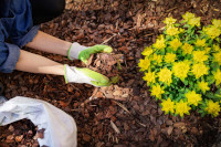 Mulching Mulching
